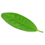 clove-leaf